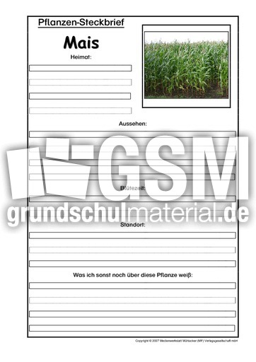 Pflanzensteckbrief-Mais.pdf
